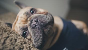 close-up of a French bulldog's face lying on a cushion