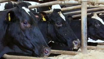 close-up of two holstein dairy cows in a cattle shed
