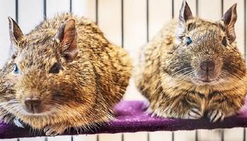 Two degus sitting next to each other © iStock