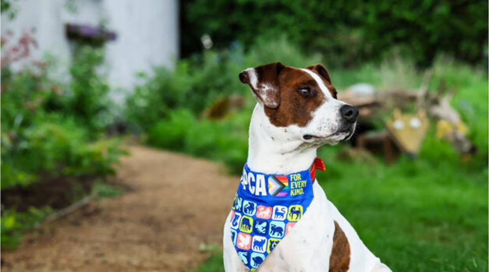 Roy, a brown and white Staffy mix dog, sitting in a garden wearing a red collar.