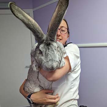  RSPCA officers rescued 42 Giant Flemish rabbits from an allotment in Ashington in Northumberland in July 2022