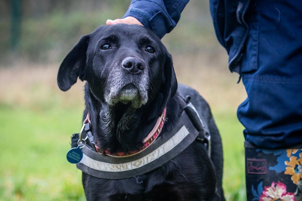 Ways to Donate | RSPCA - RSPCA - rspca.org.uk