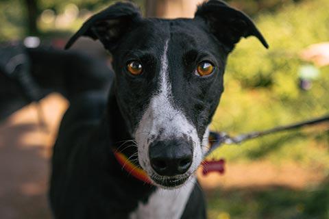 black and white dog with brown eyes on a lead