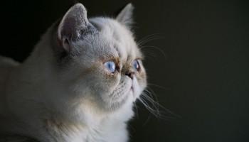 close-up of persian cat