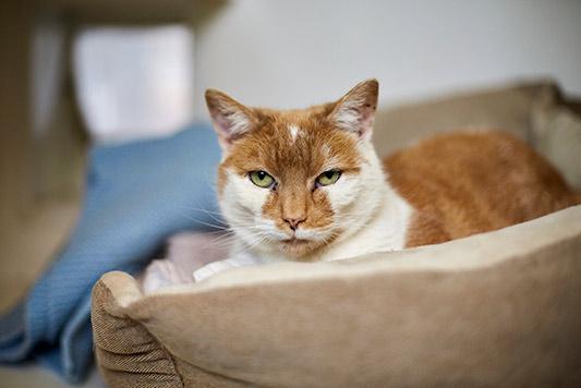 Cat in a cat bed