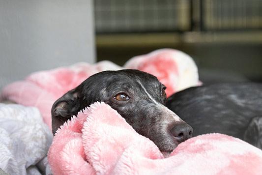 Dog in a dog bed