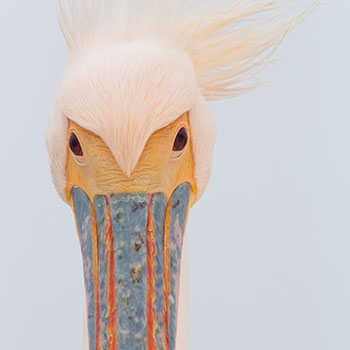 Joshua Kneale's winning photo 'Meet Bill'