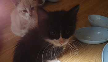 two kittens rescued from illegal breeders by the RSPCA 