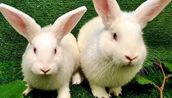 Giant-breed New Zealand rabbit gave birth to eight babies after coming into RSPCA care