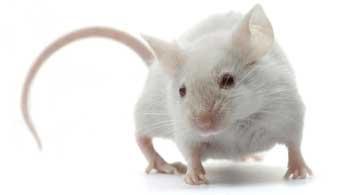 animal testing for medical research uk