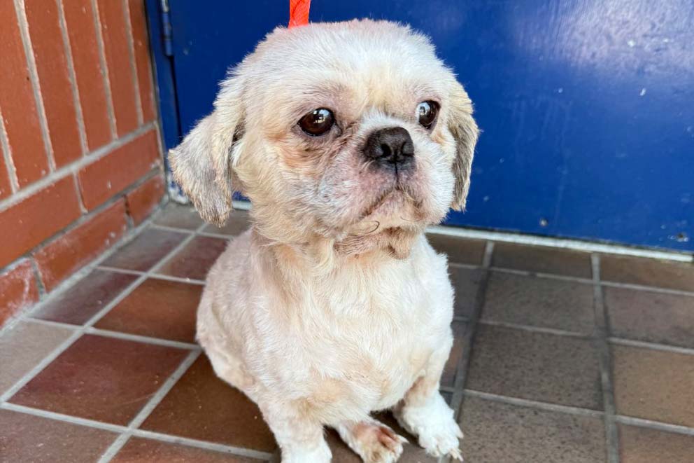 oscar the rehabilitated Shih Tzu looking healthy