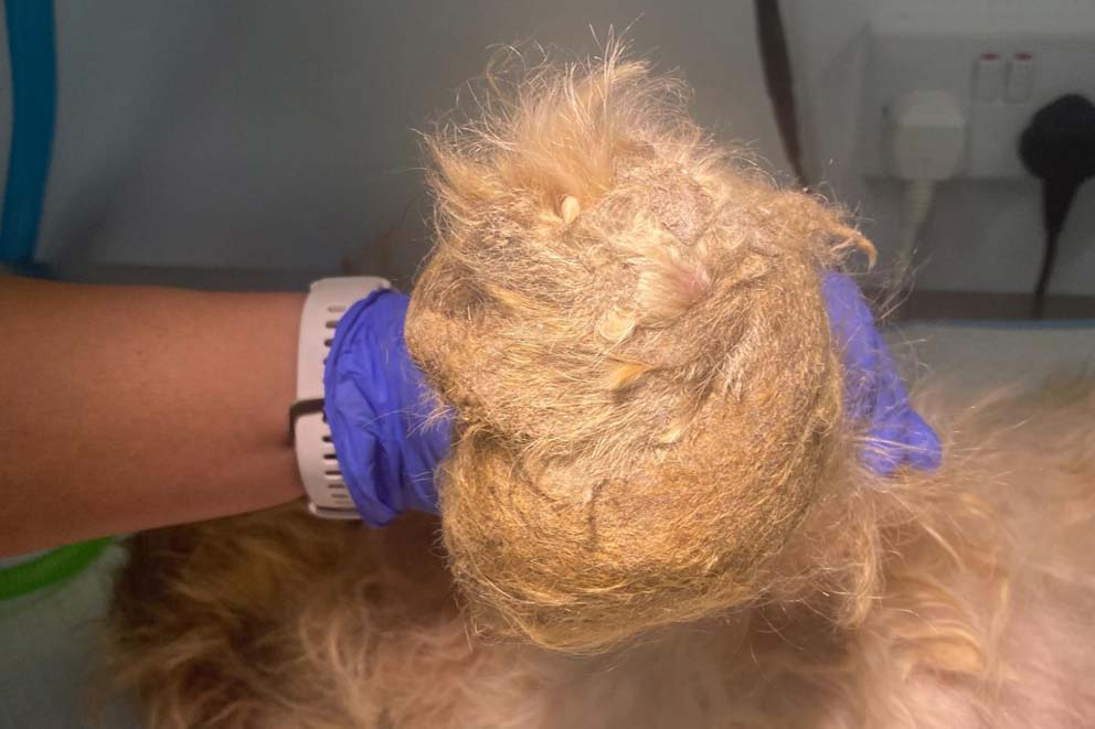 matted dog fur in the vet's hands