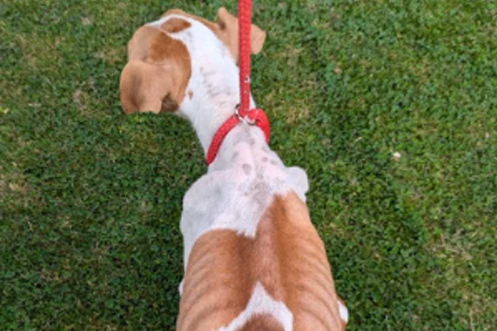 a dangerously underweight dog with visible bones showing through skin