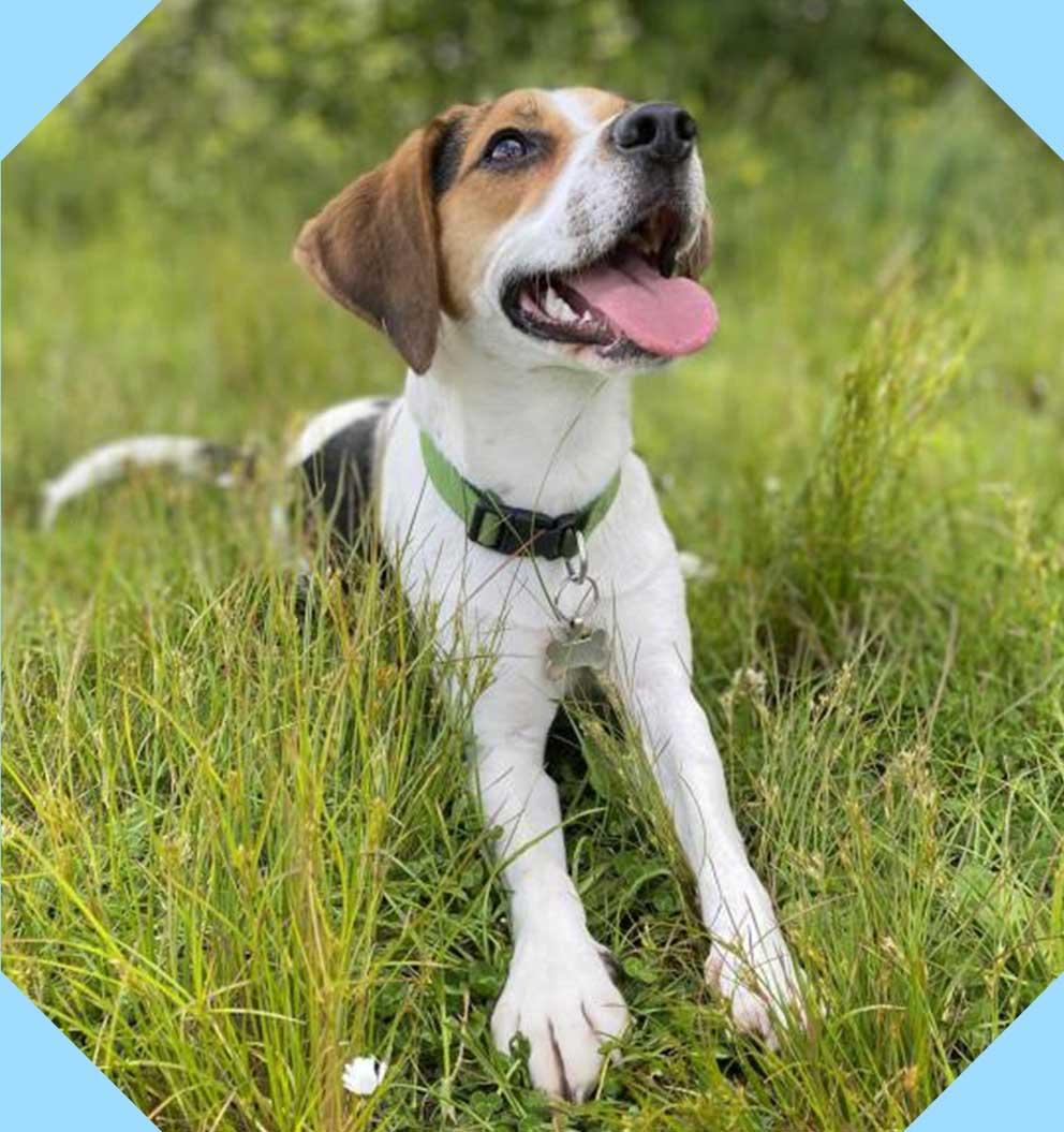 A happy looking dog lying in the grass.