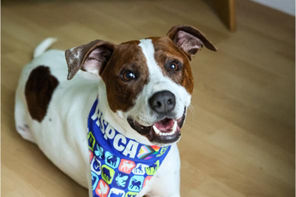 A now rehomed Roy, a brown and white Staffy mix dog, laying down looking up happily at the camera, wearing an RSPCA branded scarf.