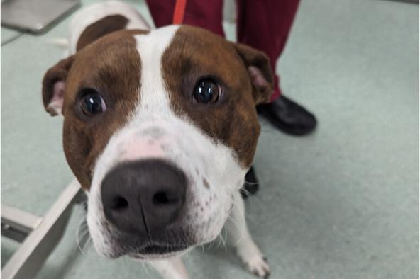 Roy, a brown and white staffy mix dog, looks forlornly at the camera.