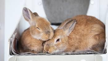 Two rabbits together