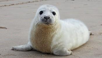 Seal pup alone on the beach