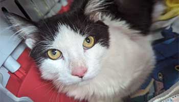 RSPCA charity raffle | RSPCA - RSPCA - rspca.org.uk