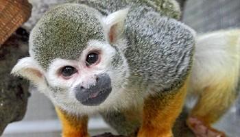 Marmoset monkeys price deals