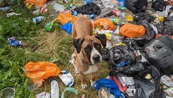 Zola was abandoned in a garden surrounded by rubbish.