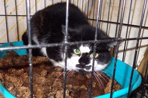 Pete the rescue cat was found locked in a dirty cage.