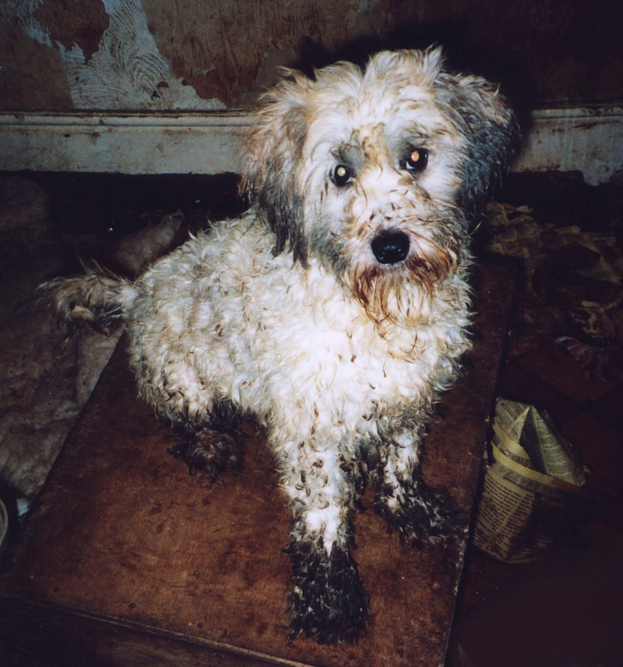 RSPCA Everyday Heroes Inca