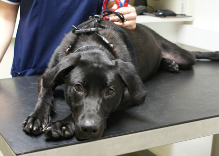 Harlow the Labrador at the vets after rescue