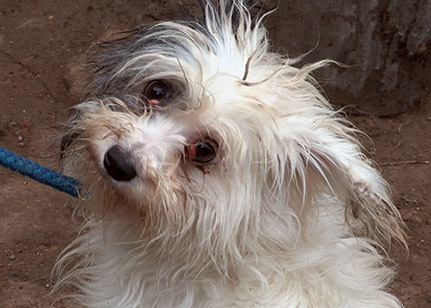 Dog with matted fur and eye infection