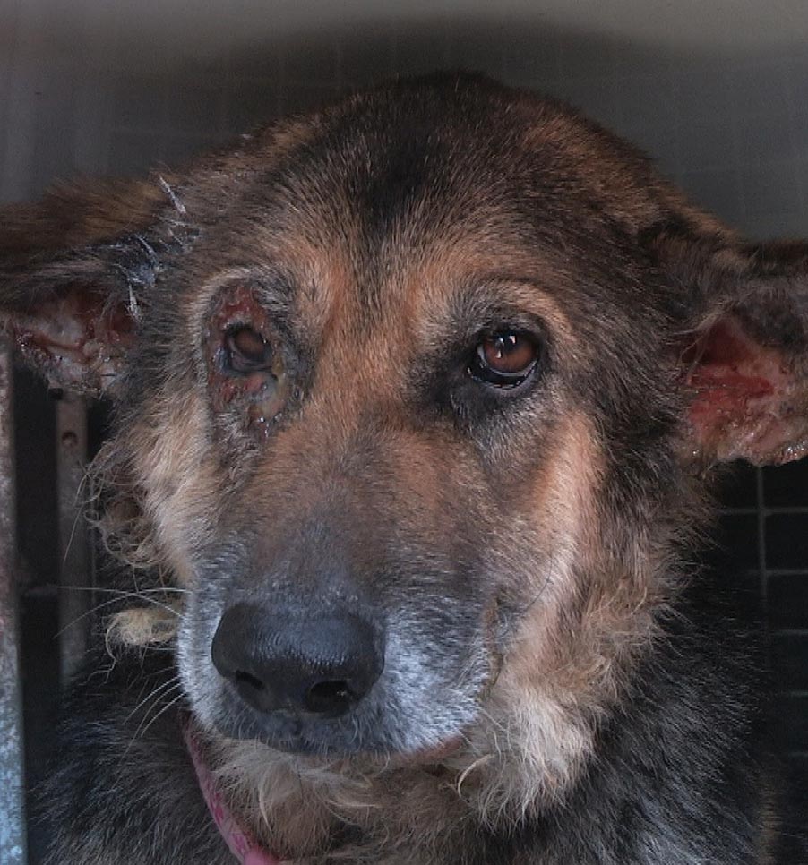 Dog with severe skin condition