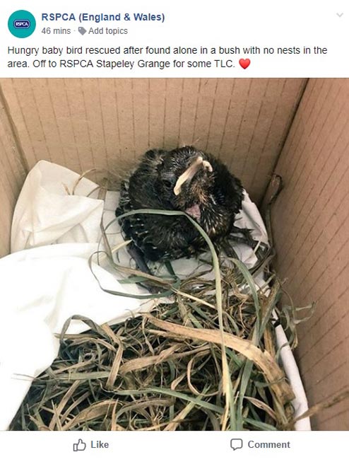 Bird recsue facebook post