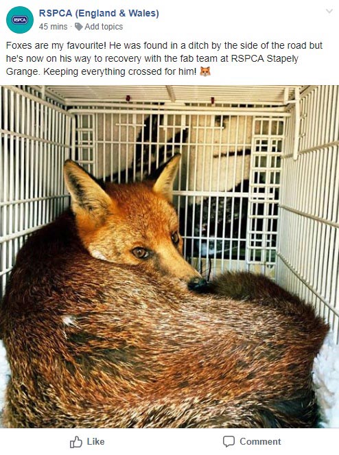 Fox facebook post