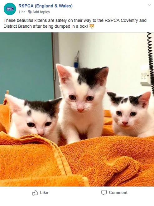 Kittens facebook post