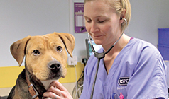 Dog being examined by RSPCA vet nurse © RSPCA