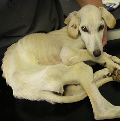 William looking emaciated at the vets © RSPCA