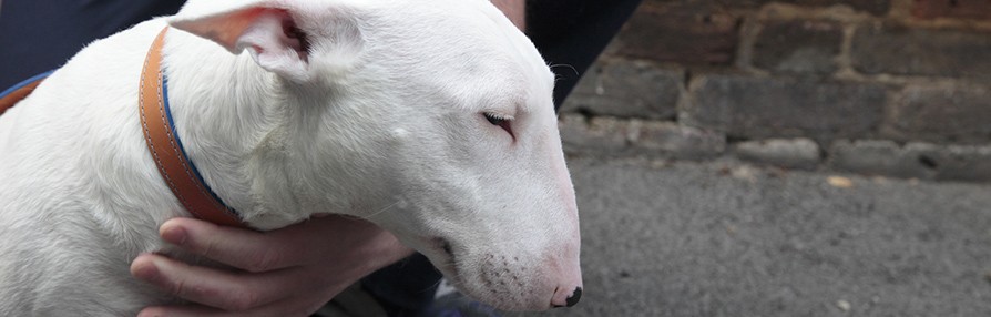 Rose the english bull terrier looking down © RSPCA