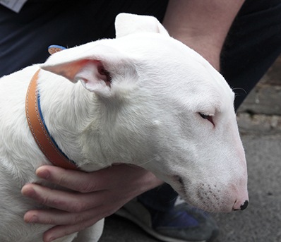 Rose the english bull terrier looking down © RSPCA