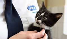 RSPCA Inspector holding a kitten © RSPCA