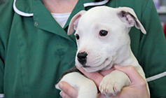 Dog heing held by RSPCA vet nurse © RSPCA