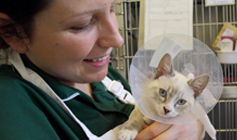RSPCA Inspector checking a dog © RSPCA