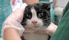 Cat being checked by RSPCA staff © RSPCA