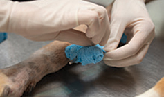 Dogs leg being checking by RSPCA staff © RSPCA
