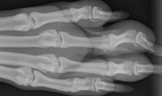 Dog heing held by RSPCA vet nurse © RSPCA