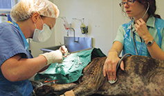 Animal Care Assistant with Lurcher crossbreed at RSPCA Animal Centre © RSPCA