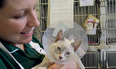Dog heing held by RSPCA vet nurse © RSPCA