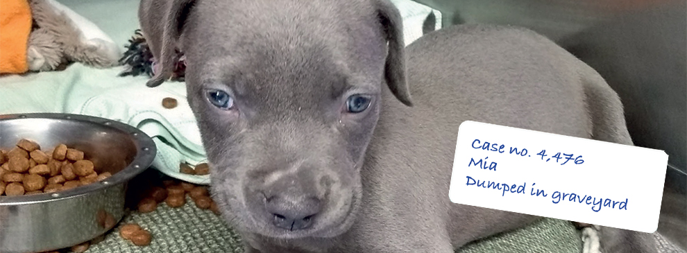 Mia the puppy after being rescued © RSPCA photolibrary