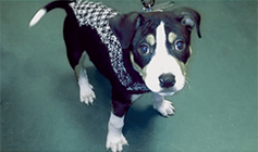 El with no fur after being rescued © RSPCA