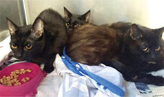 Four kittens in a cat pod © RSPCA