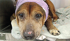 Dog recovering after surgery © RSPCA