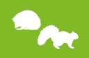 Hedgehog and Squirrel image